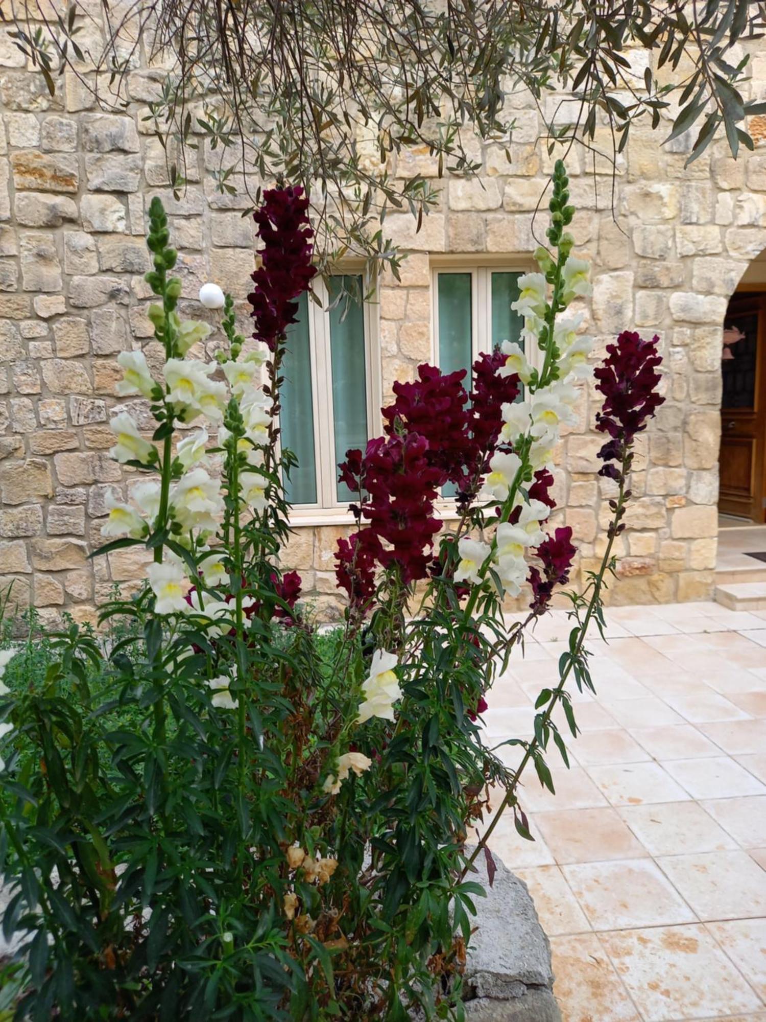 Villa Koumneni Pano Akourdalia ภายนอก รูปภาพ
