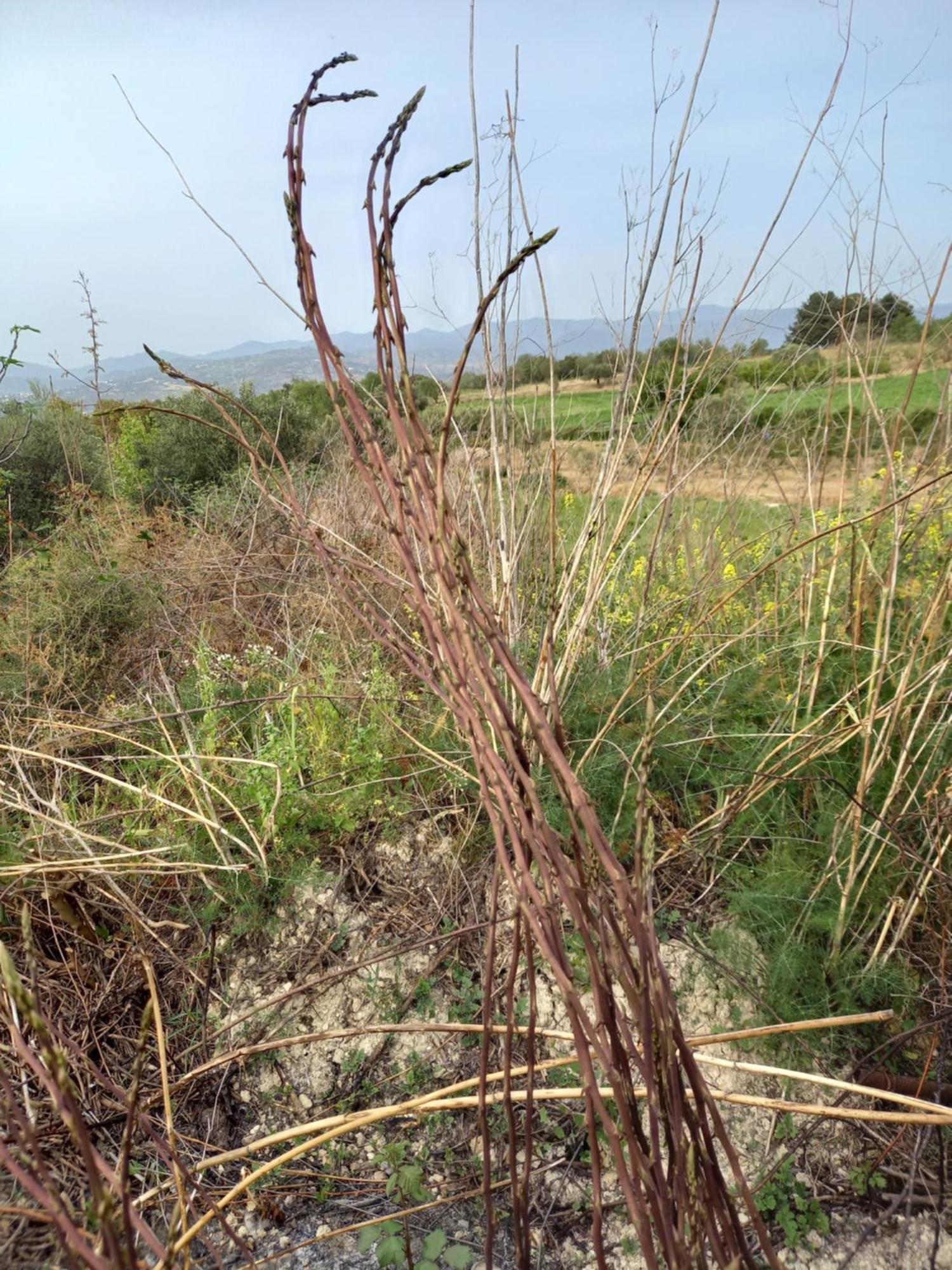 Villa Koumneni Pano Akourdalia ภายนอก รูปภาพ