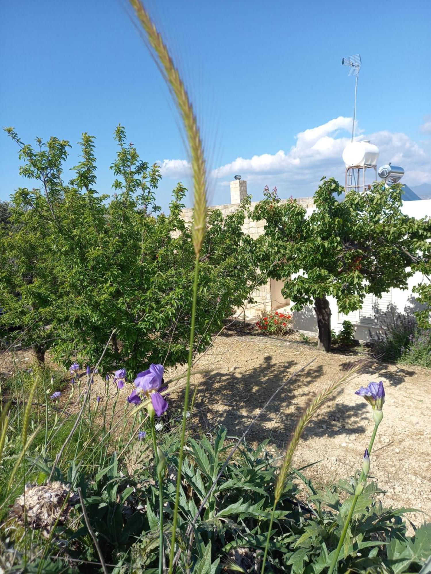 Villa Koumneni Pano Akourdalia ภายนอก รูปภาพ